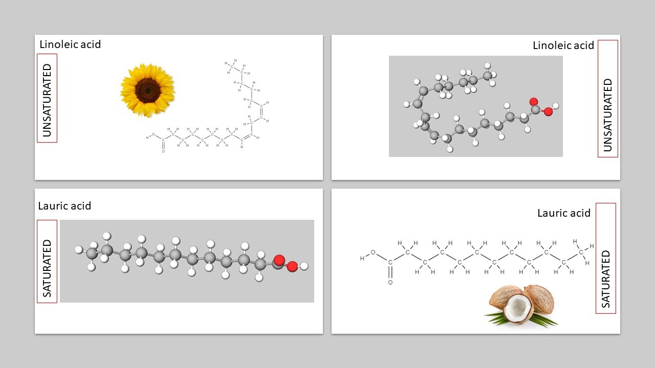 molecular models and displayed formula for fatty acids linoleic acid and lauric acid