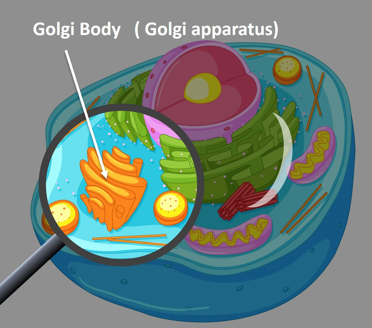 close up image of Golgli body