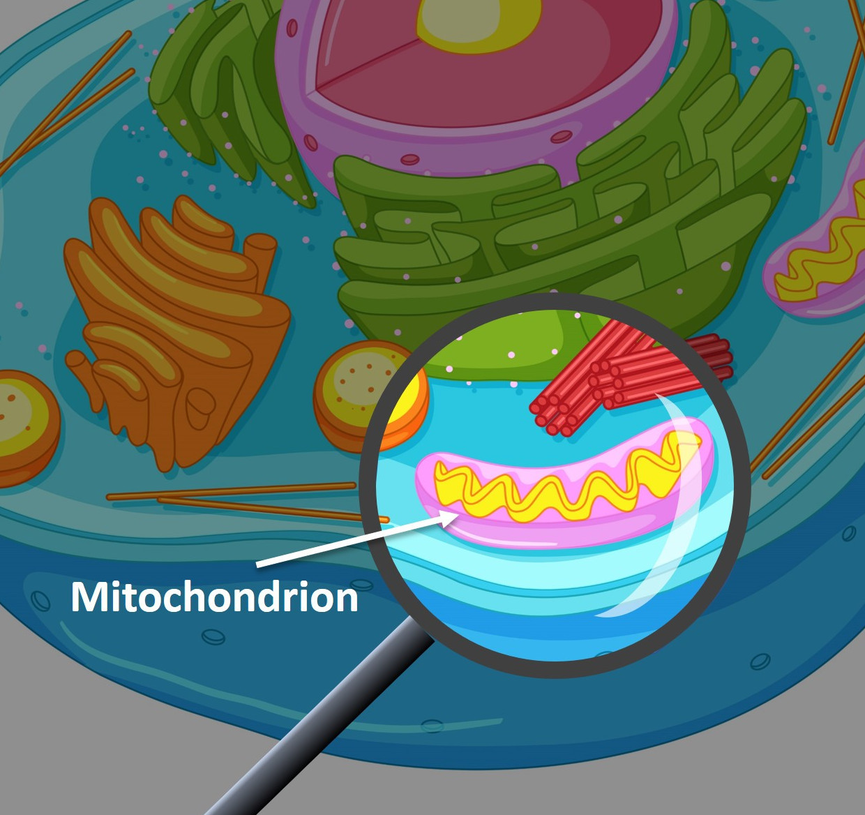Image showing mitochondrion in a cell